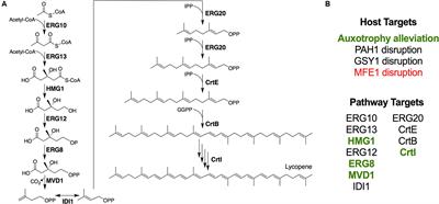 Host and Pathway Engineering for Enhanced Lycopene Biosynthesis in Yarrowia lipolytica